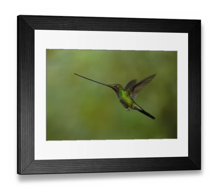 Framed Print : Sword-billed Hummingbird Framed Print : Sword-billed Hummingbird