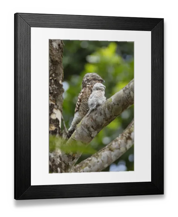 Framed Print : Great Potoo Framed Print : Great Potoo