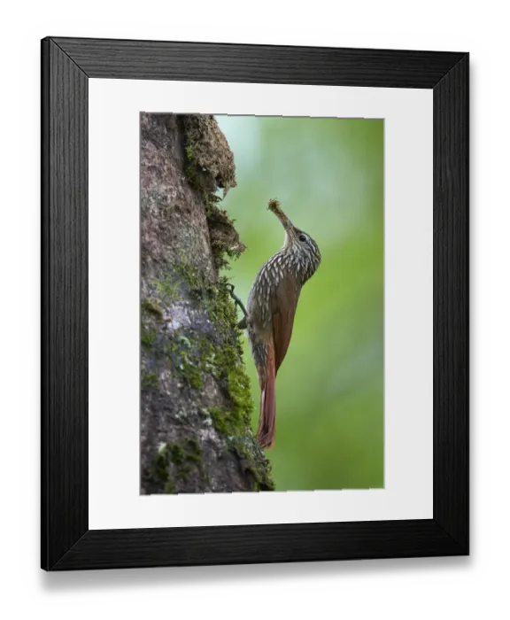 Framed Print : Streak-headed Woodpecker Framed Print : Streak-headed Woodpecker