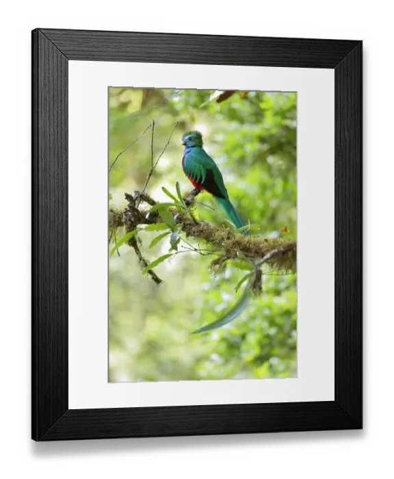 Framed Print : Resplendent Quetzal