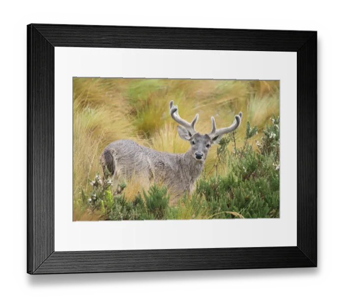 Framed Print : White-tailed Deer Framed Print : White-tailed Deer