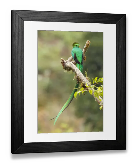 Framed Print : Resplendent Quetzal