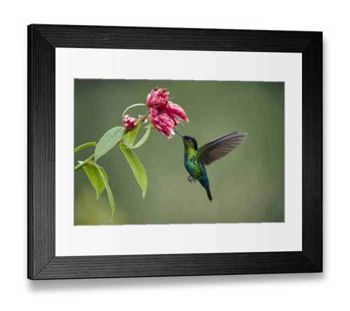 Framed Print : Fiery-throated Hummingbird Framed Print : Fiery-throated Hummingbird