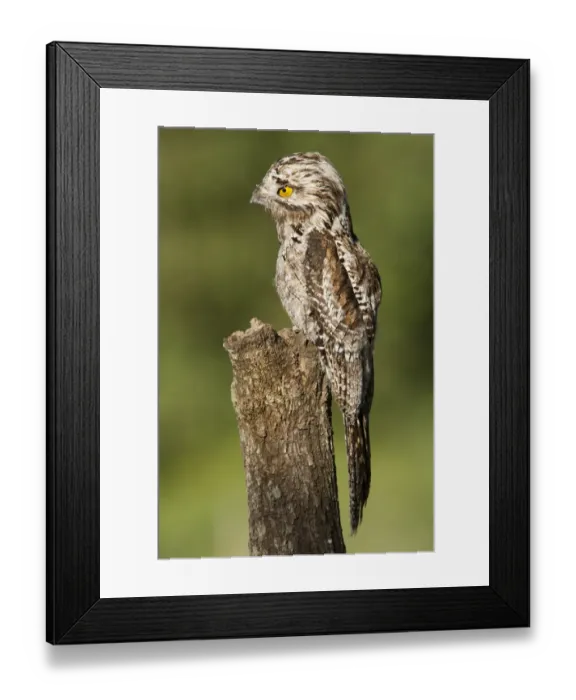 Framed Print : Northern Potoo Framed Print : Northern Potoo
