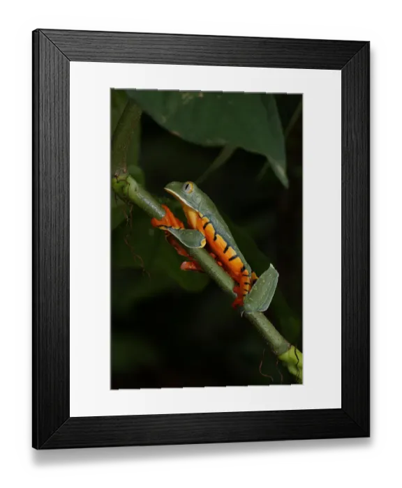Framed Print : Splendid Leaf Frog Framed Print : Splendid Leaf Frog