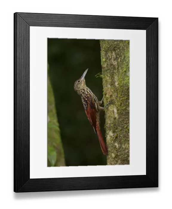Framed Print : Black-striped Woodcreeper Framed Print : Black-striped Woodcreeper