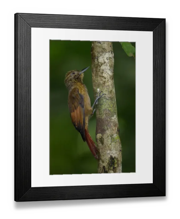 Framed Print : Tawny-winged Woodcreeper Framed Print : Tawny-winged Woodcreeper
