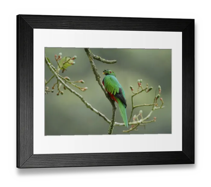 Framed Print : Crested Quetzal (Pharomachrus antisianus) Framed Print : Crested Quetzal (Pharomachrus antisianus)