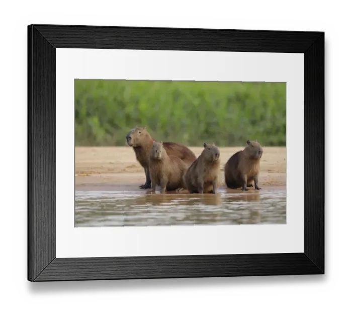 Framed Print : Capybara (Hydrochoerus hydrochaeris) Framed Print : Capybara (Hydrochoerus hydrochaeris)