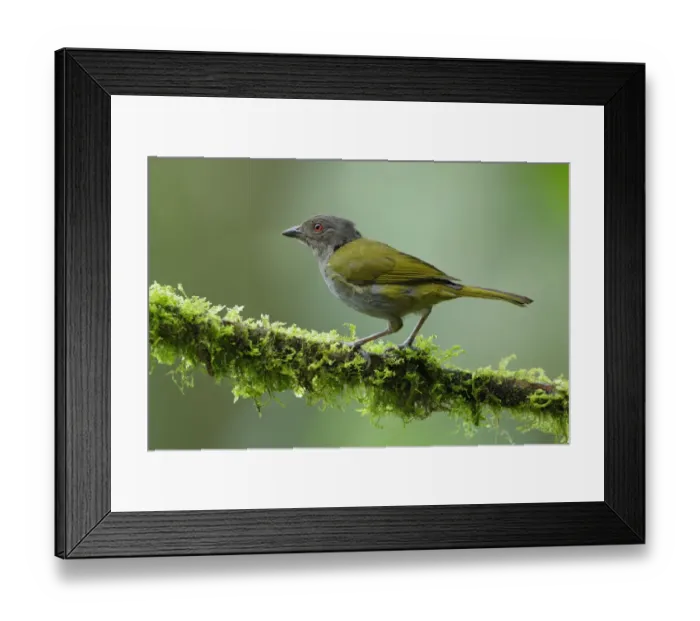 Framed Print : Ashy-throated Bush-Tanager Framed Print : Ashy-throated Bush-Tanager