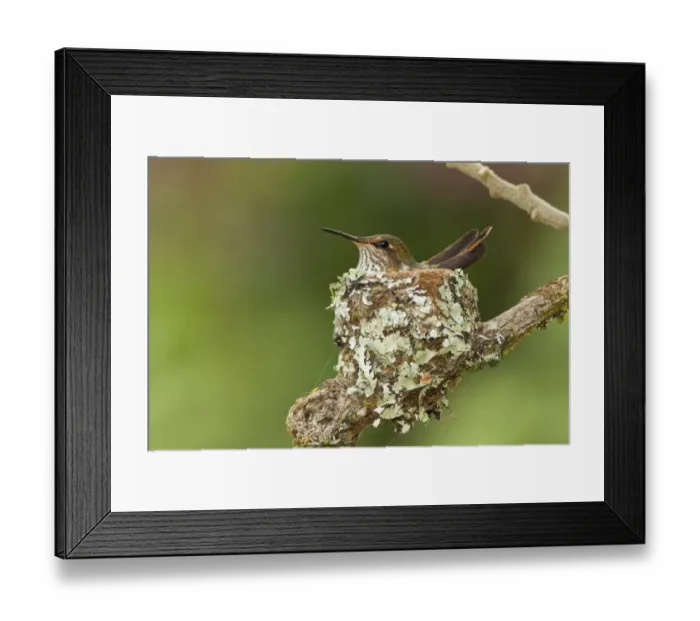 Framed Print : Scintillant Hummingbird (Selasphorus scintilla) Framed Print : Scintillant Hummingbird (Selasphorus scintilla)