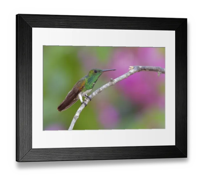 Framed Print : Snowy-bellied Hummingbird (Amazilia edward) Framed Print : Snowy-bellied Hummingbird (Amazilia edward)