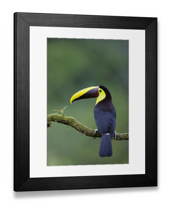 Framed Print : Yellow-throated Toucan Framed Print : Yellow-throated Toucan