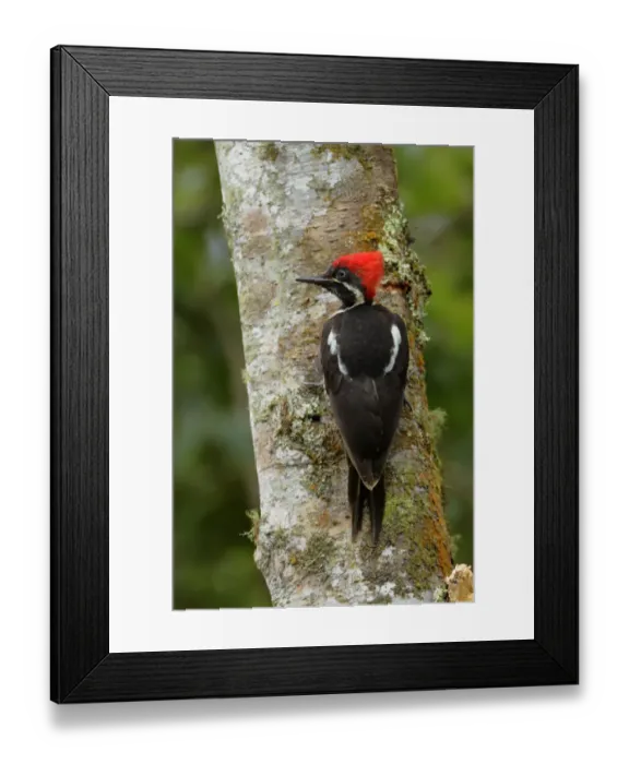 Framed Print : Lineated Woodpecker Framed Print : Lineated Woodpecker