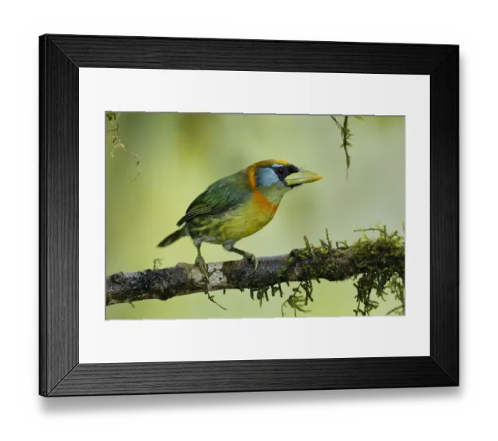 Framed Print : Red-headed Barbet female (Eubucco bourcierii) Framed Print : Red-headed Barbet female (Eubucco bourcierii)