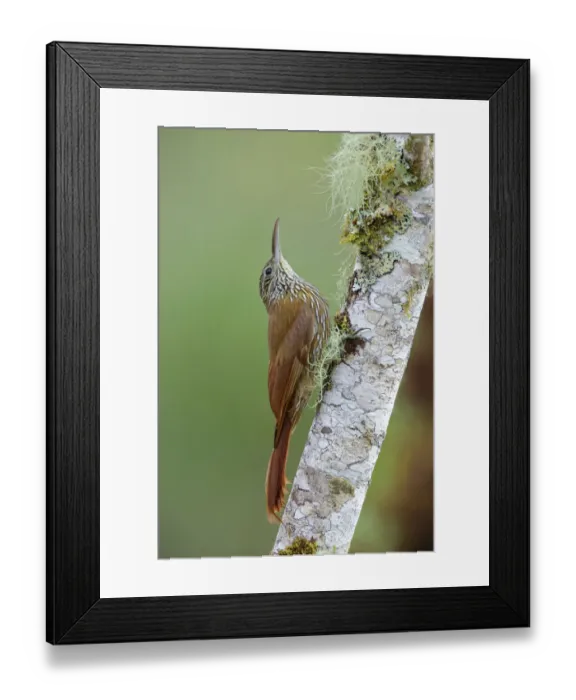 Framed Print : Montane woodcreeper (Lepidocolaptes lacrymiger)