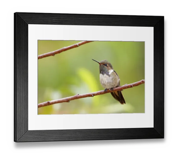 Framed Print : Volcano Hummingbird Framed Print : Volcano Hummingbird