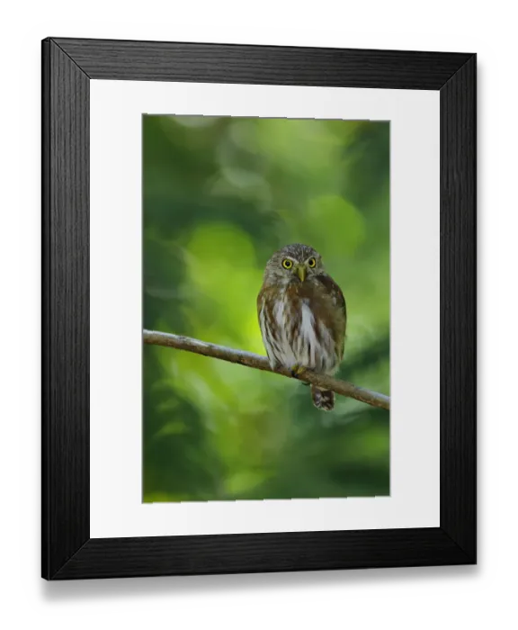 Framed Print : Ferruginous Pygmy-Owl Framed Print : Ferruginous Pygmy-Owl
