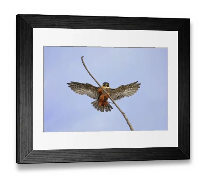 Framed Print : Bat Falcon Framed Print : Bat Falcon