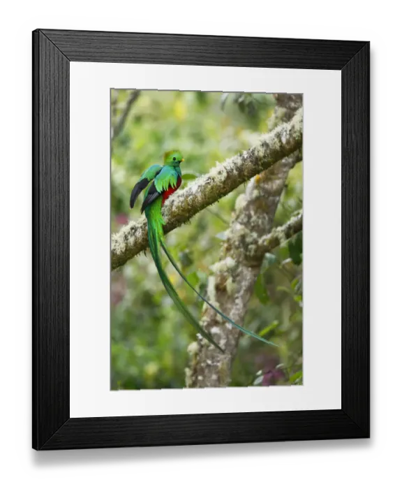 Framed Print : Resplendent Quetzal Framed Print : Resplendent Quetzal