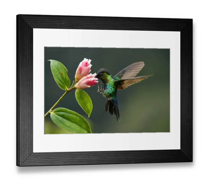 Framed Print : Fiery-throated Hummingbird Framed Print : Fiery-throated Hummingbird