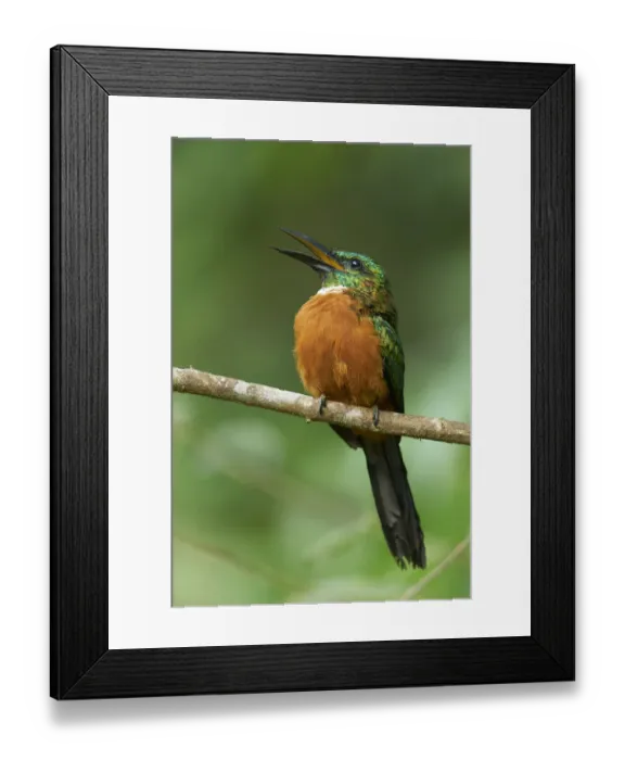 Framed Print : Great Jacamar Framed Print : Great Jacamar