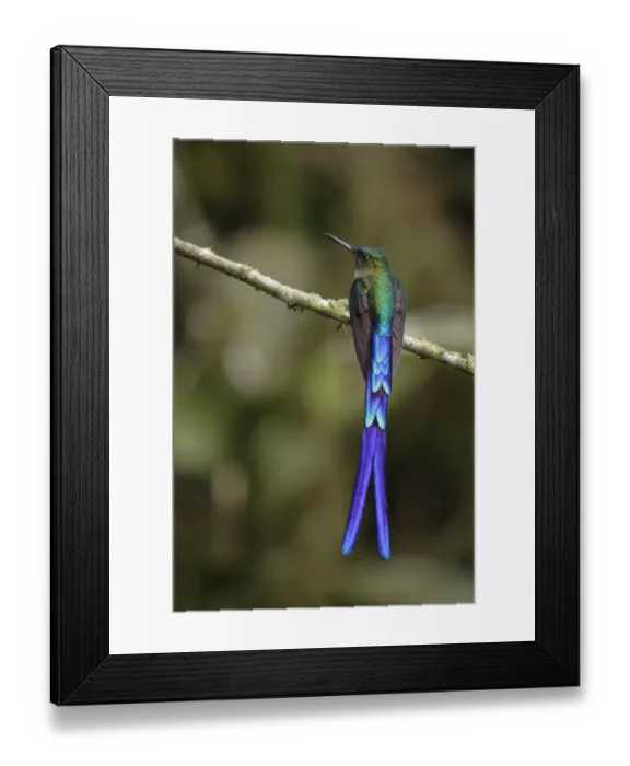 Framed Print : Violet-tailed Sylph (Aglaiocercus coelestis)