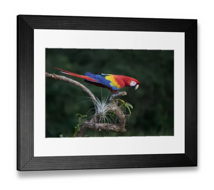 Framed Print : Scarlet Macaw Framed Print : Scarlet Macaw