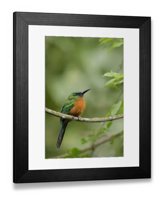 Framed Print : Great Jacamar Framed Print : Great Jacamar