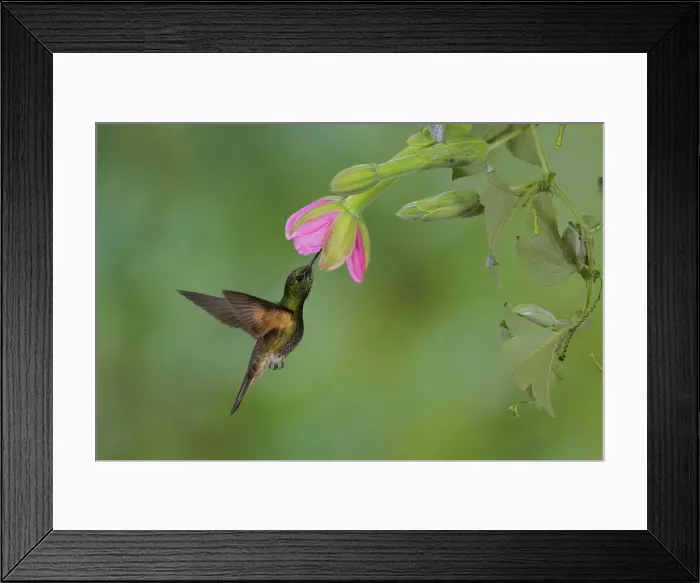 Framed Print : Buff-tailed Coronet