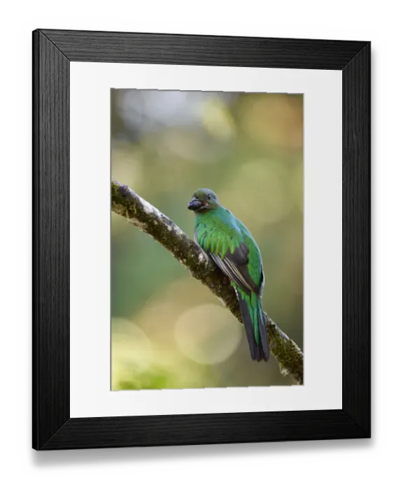 Framed Print : Resplendent Quetzal Framed Print : Resplendent Quetzal