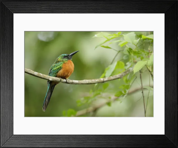 Framed Print : Great Jacamar Framed Print : Great Jacamar