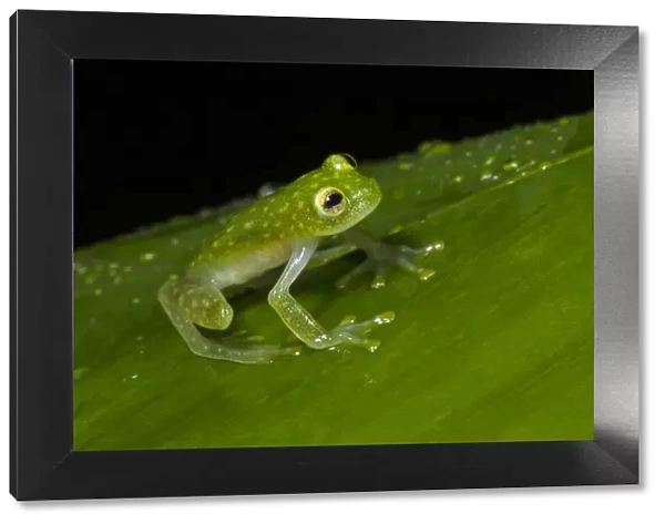 FleischmannA┼¢s glass frog
