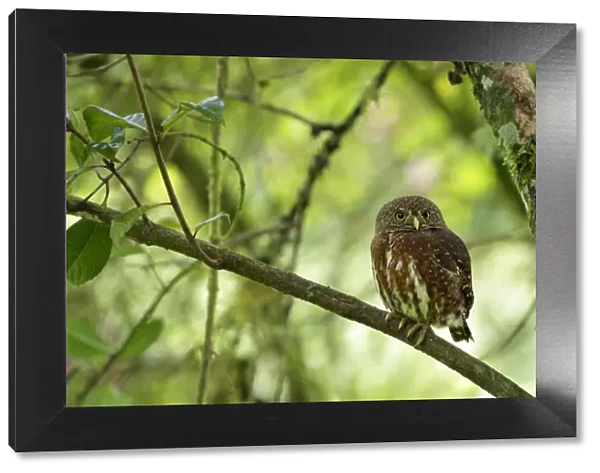 Costa Rican Pygmy-Owl