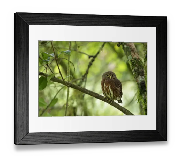 Framed Print : Costa Rican Pygmy-Owl Framed Print : Costa Rican Pygmy-Owl
