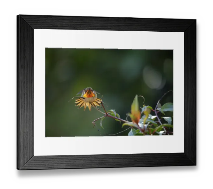 Framed Print : Scintillant Hummingbird (Selasphorus scintilla) Framed Print : Scintillant Hummingbird (Selasphorus scintilla)