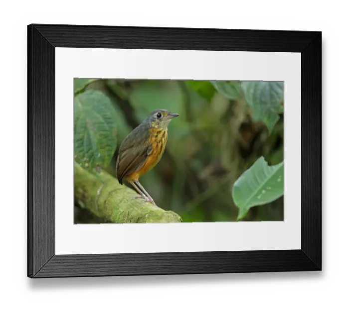 Framed Print : Thicket Antpitta (Hylopezus dives) walking on forest floor Framed Print : Thicket Antpitta (Hylopezus dives) walking on forest floor