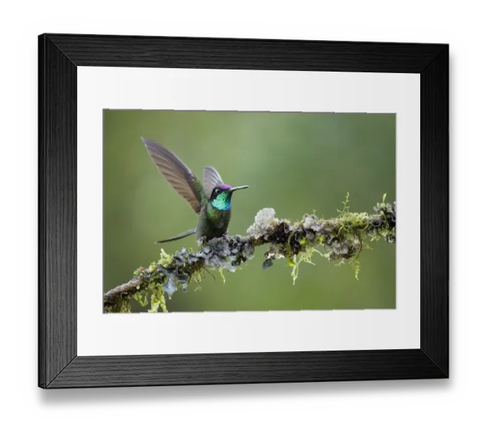 Framed Print : Magnificent Hummingbird (Eugenes fulgens) defending his perch, Costa Rica Framed Print : Magnificent Hummingbird (Eugenes fulgens) defending his perch, Costa Rica