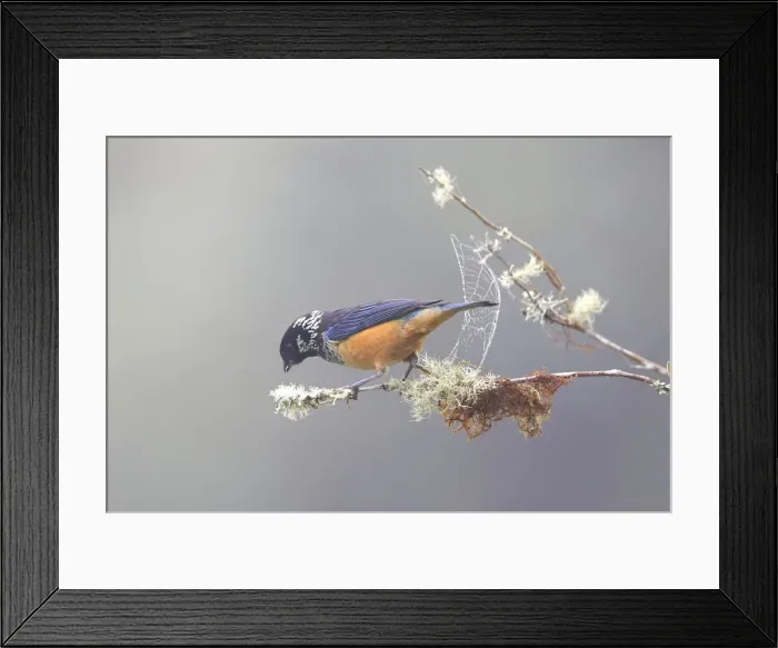 Framed Print : Spangle-cheeked Tanager Framed Print : Spangle-cheeked Tanager