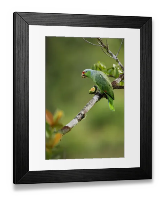 Framed Print : Red-lored Parrot Framed Print : Red-lored Parrot