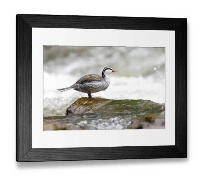 Framed Print : Torrent Duck Framed Print : Torrent Duck