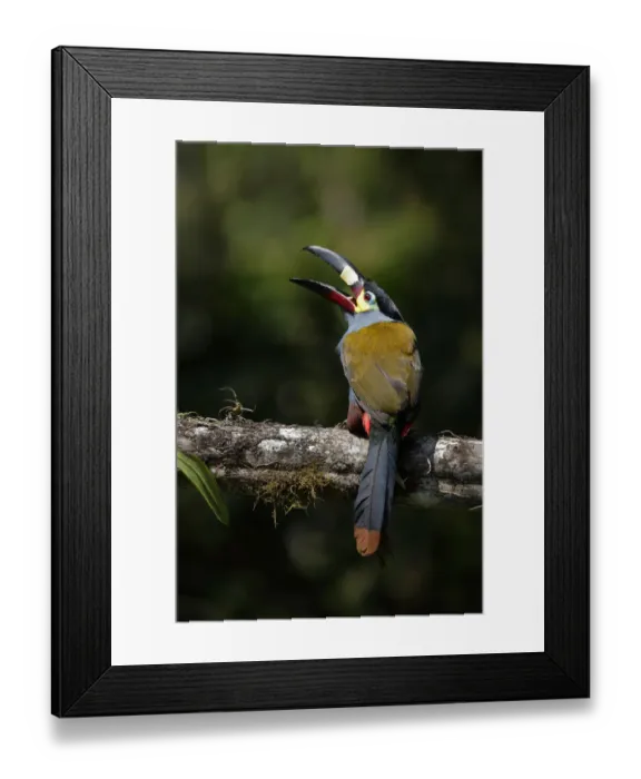 Framed Print : Plate-billed Mountain-toucan (Andigena laminirostris) Framed Print : Plate-billed Mountain-toucan (Andigena laminirostris)