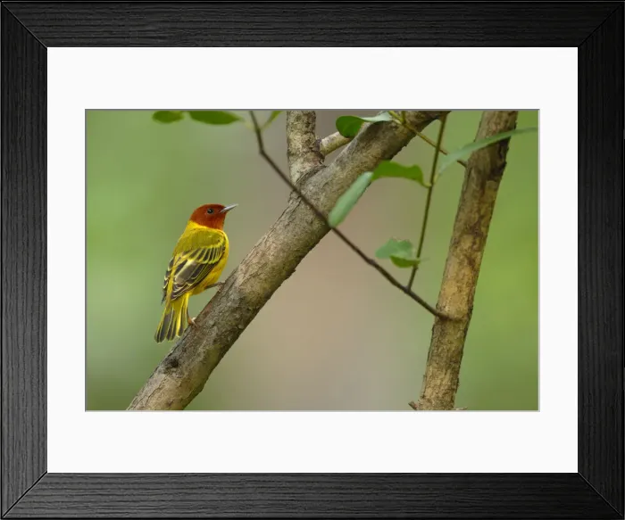 Framed Print : Yellow Warbler Framed Print : Yellow Warbler