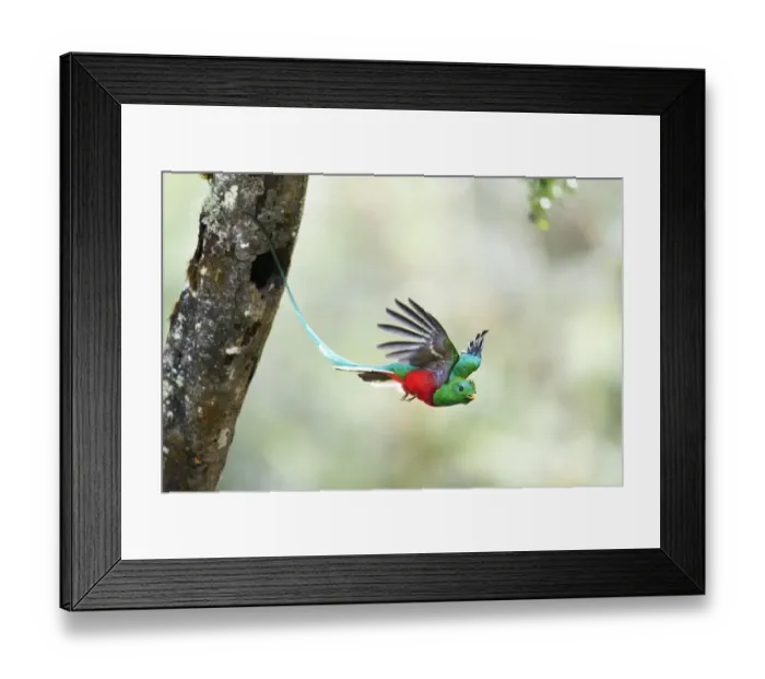 Framed Print : Resplendent Quetzal Framed Print : Resplendent Quetzal