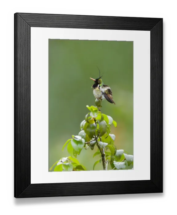 Framed Print : Black-crested Coquette (Lophornis helenae) Framed Print : Black-crested Coquette (Lophornis helenae)