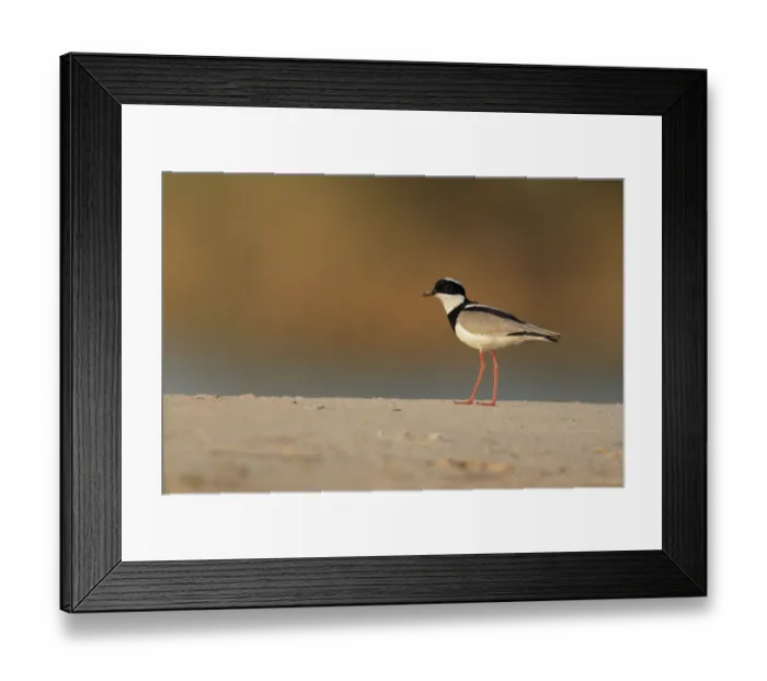 Framed Print : Pied Plover (Vanellus cayanus) Framed Print : Pied Plover (Vanellus cayanus)