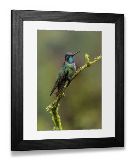 Framed Print : Magnificent Hummingbird Framed Print : Magnificent Hummingbird