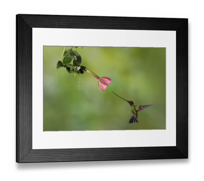 Framed Print : Sword-billed Hummingbird Framed Print : Sword-billed Hummingbird