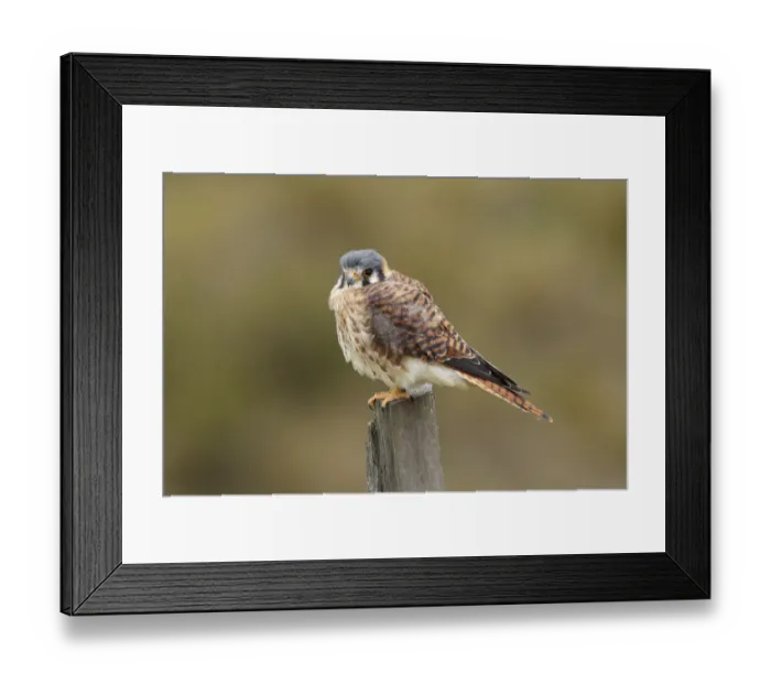 Framed Print : American Kestrel (Falco sparverius)