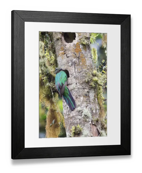 Framed Print : Resplendent Quetzal Framed Print : Resplendent Quetzal